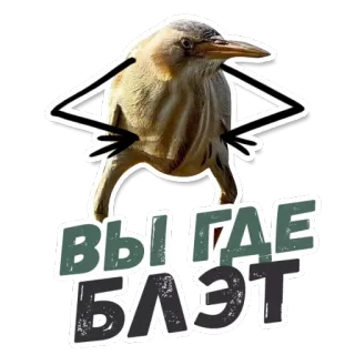 👀 ВЫ ГДЕ БЛЯТЬ bird, funny, rude, Russian, offensive whatsapp sticker