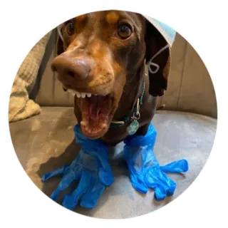 😖 dog, dachshund, gloves, animal, cute whatsapp sticker
