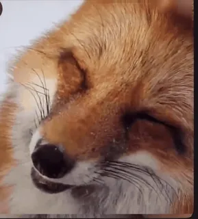 🤩 zorro, animal, fauna, zorro rojo, naturaleza, mamífero telegram sticker