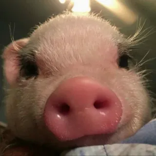 🐷 świnia, zwierzę, słodki, zwierzę domowe, zwierzę hodowlane, zwierzę gospodarskie, prosię telegram sticker