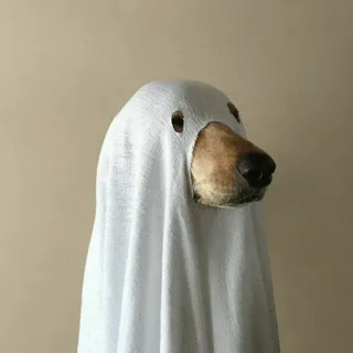 🐾 Hund, Geist, Halloween, Kostüm, Haustier whatsapp sticker