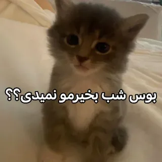 💋 بوس شب بخیرمو نمیدی؟؟ gatto, gattino, carino, persiano telegram sticker