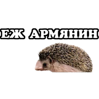 ❤ ЕЖ АРМЯНИН erizo, animal, dibujos animados, pegatina telegram sticker