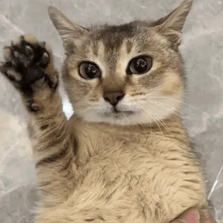 🐾 猫, 动物, 小猫, 可爱, 宠物, 挥手 telegram sticker