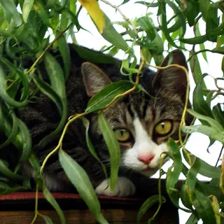 🌿 Katze, verstecken, Blätter, Tier, Haustier, grün, Natur, getigert whatsapp sticker