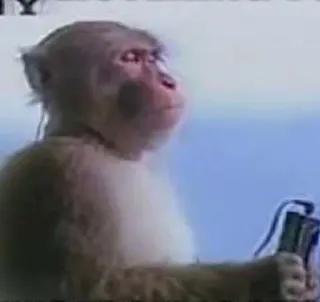 🎶 singe, animal, primate, téléphone, nature, faune telegram sticker