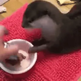 🎈 lontra, animal, comendo, fofo, mamífero, animal de estimação, vida selvagem whatsapp sticker
