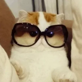 😎 gato, gafas de sol, animal, guay, mascota whatsapp sticker