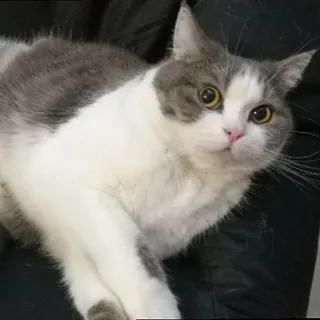 😱 cat, domestic animal, pet, animal, mammal, feline whatsapp sticker