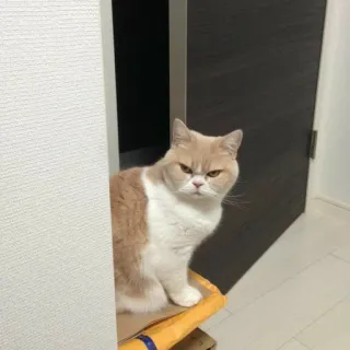 🤬 gatto, felino, animale domestico, animale telegram sticker