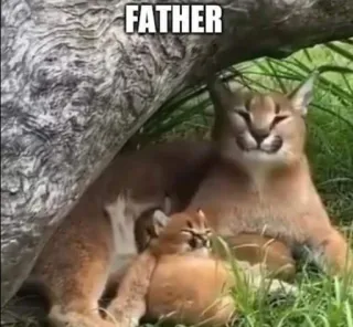 🐱 FATHER Katze, Vater, Kätzchen, Familie, Tier, süß telegram sticker