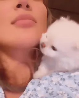 🌟 dog, puppy, cute, animal, pet, woman, pomeranian whatsapp sticker