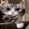 😺