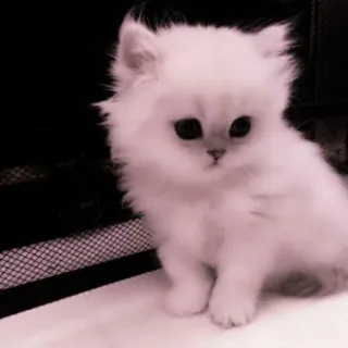 🗯 chat, chaton, mignon, animal, doux, blanc telegram sticker