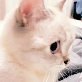 ☁️ gato, gato blanco, ojos azules, animal, mascota, gato doméstico telegram sticker