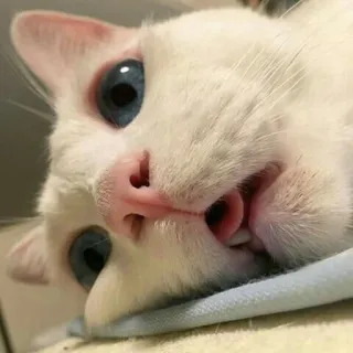 🐱 кошка, белый кот, голубые глаза, животное, питомец telegram sticker