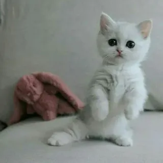 😺 chat, chaton, mignon, animal, animal de compagnie, blanc, domestique, duveteux telegram sticker