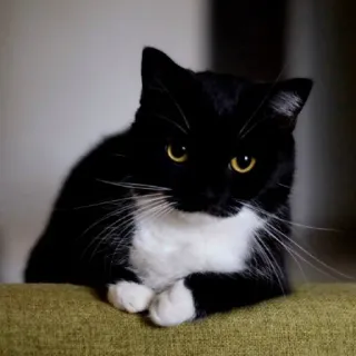 😏 cat, tuxedo cat, black and white cat, animal, pet, domestic cat whatsapp sticker