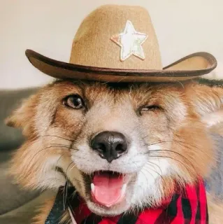 🦊 whatsapp sticker