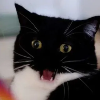 🐾 Katze, Schwarzweiß, Tier, Haustier, überrascht, offener Mund, süß telegram sticker
