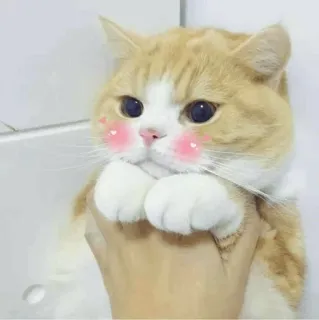 🐾 猫, かわいい, ペット, 動物, 子猫, 飼い猫, ぽっちゃり telegram sticker