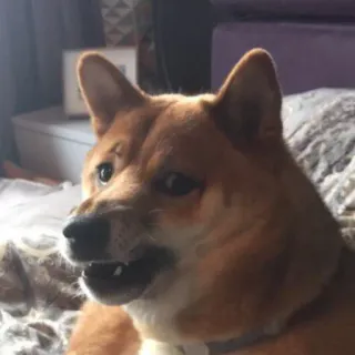😧 cane, shiba inu, animale, animale domestico, animale domestico, meme, arrabbiato telegram sticker