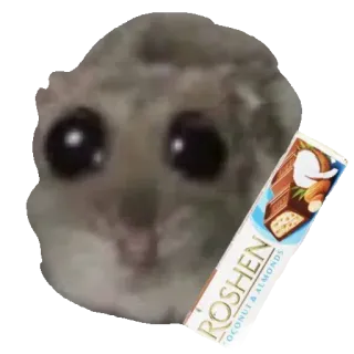 🍫 ROSHEN hamster, mouse, rodent, cute, roshen, chocolate, meme, funny telegram sticker