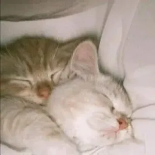 😴 子猫, 猫, 睡眠, 可愛い, 動物, ペット telegram sticker