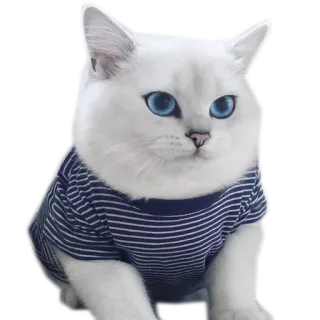 😻 kucing, hewan, hewan peliharaan, lucu, kucing domestik, mata biru, kucing putih telegram sticker