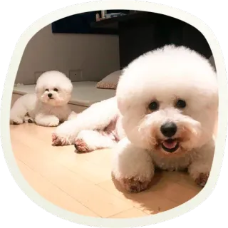 ☺️ собака, бишон фризе, животное, милый, питомец, пушистый, белый telegram sticker
