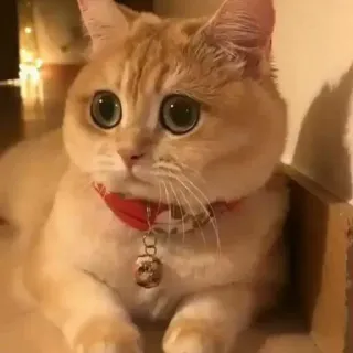 🥺 gato, gatinho, animal de estimação, animal, fofo, gato doméstico, felino, olhos telegram sticker