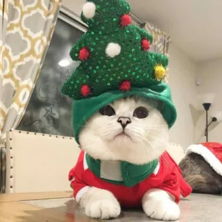 🤩 cat, Christmas, pet, animal, holiday, festive, Christmas tree, cute telegram sticker