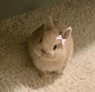 🌟 bunny, rabbit, cute, animal, pet, bow whatsapp sticker