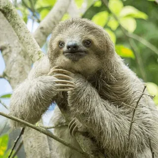 🦥 luiaard, dier, boom, schattig, natuur, zoogdier telegram sticker