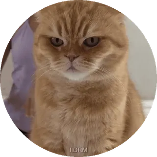 😠 gatto, arrabbiato, felino, carino, animale, animale domestico telegram sticker