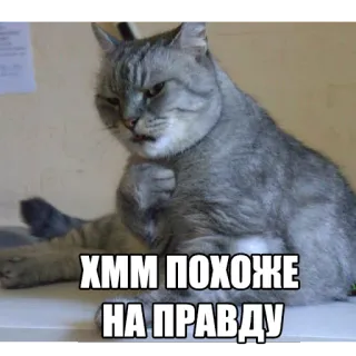 😒 ХММ ПОХОЖЕ НА ПРАВДУ gato, meme, ruso, humor telegram sticker