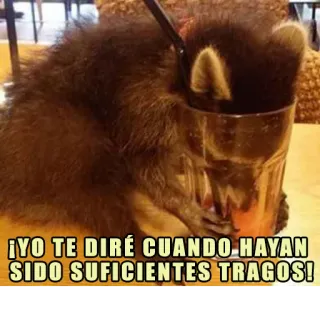 🍹 ¡YO TE DIRÉ CUANDO HAYAN SIDO SUFICIENTES TRAGOS! rakun, minum, humor, alkohol, binatang, pesta, lucu, pesan whatsapp sticker