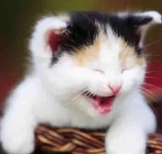 😹 gatinho, gato, fofo, animal, doméstico, animal de estimação whatsapp sticker