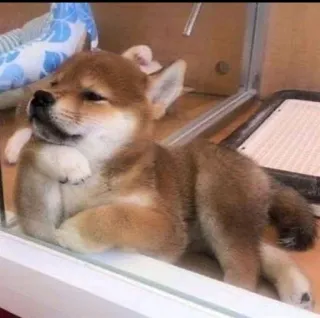 🐗 dog, puppy, shiba inu, cute, pet, animal, thinking, contemplative telegram sticker