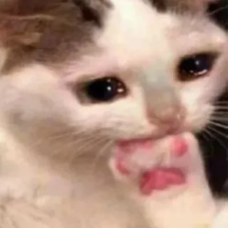 😭 chat, animal, triste, mignon telegram sticker