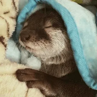 😴 loutre, dormir, mignon, animal, couverture, confortable telegram sticker