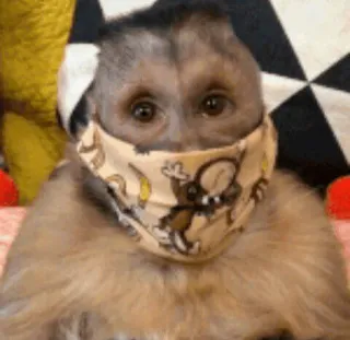 macaques ultimate telegram stickers