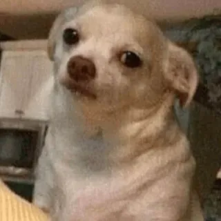 😐 hond, chihuahua, schattig, huisdier, dier, meme telegram sticker