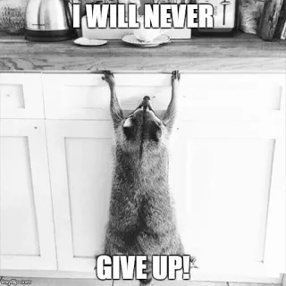 💪 I WILL NEVER
GIVE UP! mapache, determinación, motivacional, nunca te rindas, animal, persistencia whatsapp sticker
