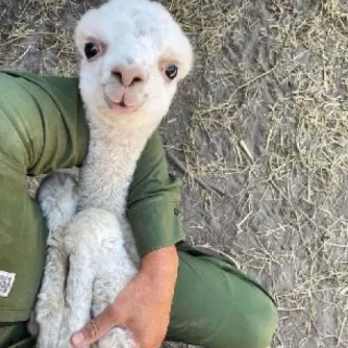 🙃 alpaka, zwierzę, słodkie, małe alpaka, lama, zwierzak, ssak telegram sticker