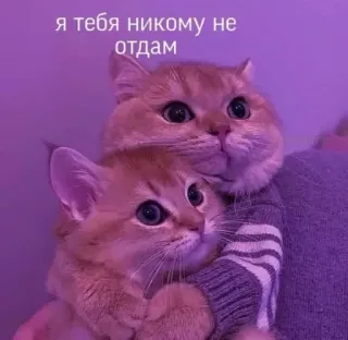 ❤️ Я тебя никому не отдам chats, amour, animaux, mignon, animal de compagnie whatsapp sticker