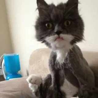 😑 gato, animal, animal de estimação, gato cinza, gato branco, gato doméstico whatsapp sticker