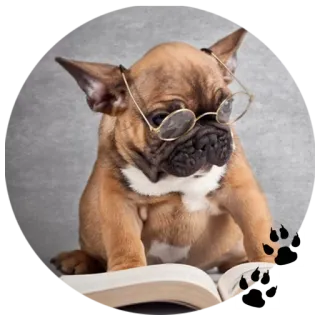 🎓 Hund, Welpe, Brille, Lesen, Buch whatsapp sticker