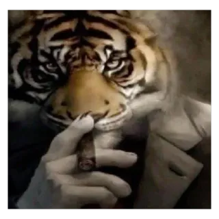 🫥 tigre, cigare, fumeur, animal, anthropomorphe, costume, gangster, luxe telegram sticker