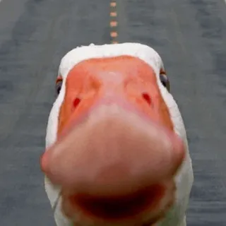 Duck Duck - @StickersCamp whatsapp stickers